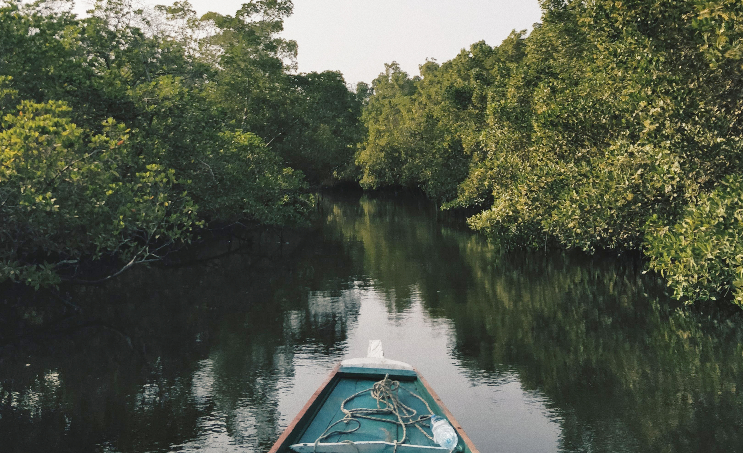 Mangroves awareness month